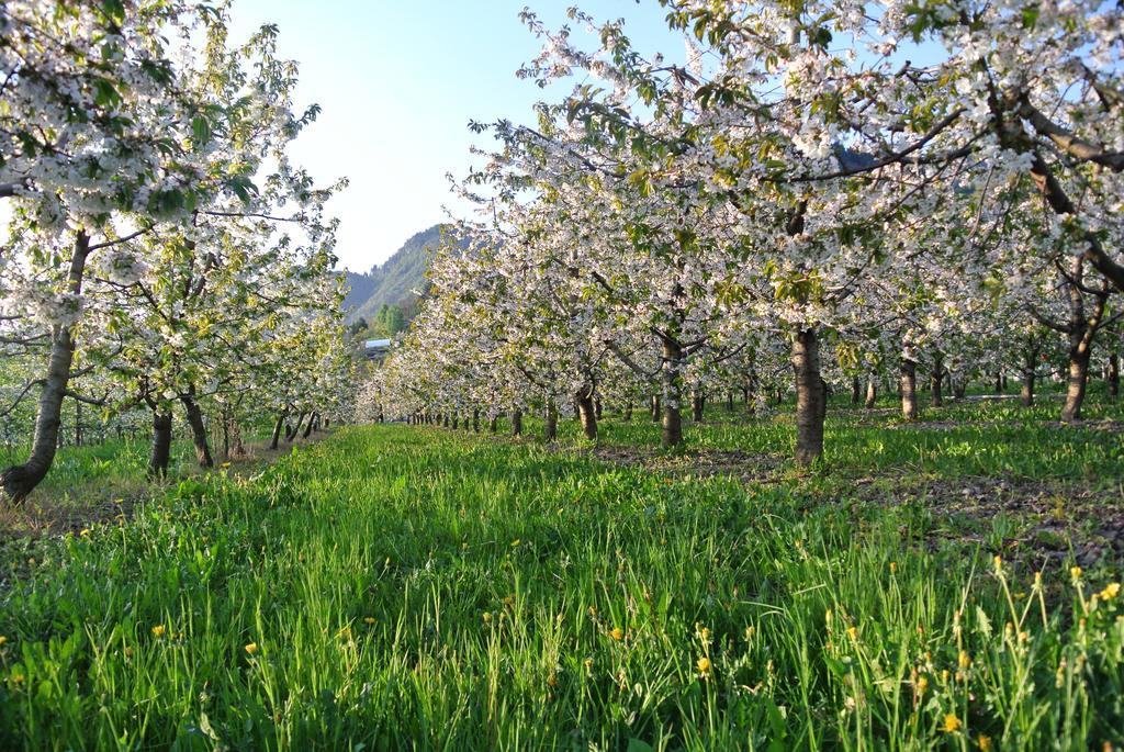 Agriturismo Bortolotti Pergine Valsugana Bagian luar foto