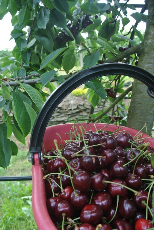 Agriturismo Bortolotti Pergine Valsugana Bagian luar foto